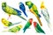 Set of tropical parrots painted in watercolor, tropical birds, lovebirds, cockatiel, budgerigar