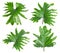 Set with tropical Philodendron leaves