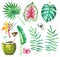 Set of tropical plants