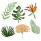 Set on tropical plants and flowers on white background. Fern, monstera, palm leaf, strelitzia. Hand drawing. Postcard, mug, utensi
