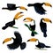 Set Of Tropical Toucan Birds