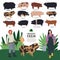 Set of twelve breeds of domestic pigs Flat vector illustration of two women farmers working on a farm Cattle breeding and stock