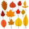 Set of twelve colorful autumn leaves in warm colours.