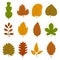 Set of twelve different autumn leaves isolated on white background.