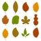 Set of twelve different autumn leaves isolated on white background.