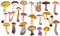 Set of twenty two edible mushrooms isolated on white