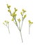 Set of twigs of yellow limonium flowers isolated