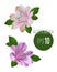 Set of two alstromeria flowers. White and pink alstromeria flower with pink and green colors isolated vector illustration on whit