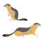 Set of two arctic ground squirrel