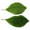 A set of two green leaves of plum isolated on a white background, the top and bottom side of a leaf