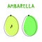 Set of two isolated ambarellas. Vector drawing of rare topucal exotic fruit - ambarella. Spondias dulcis, mombin, pomme cythere.