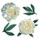 Set of two lush white peonies with leaves