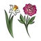 Set of two outlined flowers. Peony and narcissus