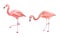 Set of two pink flamingo. Tropical exotic bird rose flamingos isolated on white background. Watercolor hand drawn