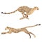 Set of two running cheetahs isolated on a white background. Vector graphics