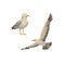 A set of two white gulls. Watercolor illustration of seabirds. Collection Island. Albatross in the sky. A flying bird