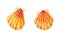 Set of two yellow sea scallops