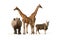 Set of typical animals from Etosha national park. Common Eland, black rhinoceros and two angolan giraffes isolated on white