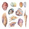 Set of underwater life objects - illustrations of various tropical seashells and starfish.