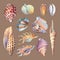 Set of underwater life objects - illustrations of various tropical seashells and starfish.