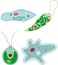 Set of unicellular organisms protozoa: Paramecium caudatum, Amoeba proteus, Chlamydomonas and Euglena viridis