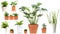 Set of urban plants in pot for office, house, cafe, restaurant green house concept on white background.