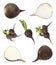 Set from various black radish taproots isolated