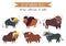 Set of various bull. Cartoon animal wildlife