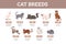 Set of various cat breeds with names flat style, vector illustration