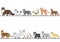 Set of various cats walking in line