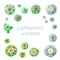 Set of various colored flowering watercolor hand drawing peyote Lophophora williamsii cactus on white background