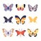 Set various colorful butterflies collection isolated white background. Different butterfly species