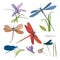 Set of various dragonflies in different poses. Colorful hand drawn collection flying adder. Vector illustration.