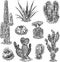 A set of various drawn cactuses