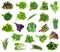 Set of various f bundles of garden greens cut out