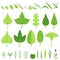 A set of various leaves, blades of grass, walking sticks, bushes, reeds and berries. Vector illustration