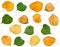 set of various leaves of linden trees isolated