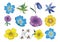 a set of various painted vector flowers, anemones, arrowheads, buttercups