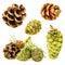 Set of various pine cones isolated on white