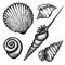 Set of various seashells