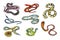 Set of various snake viper, cobra and other. Colorful hand drawn collection serpent. Vector illustration.