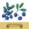 Set of various stylized blueberries.