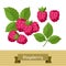 Set of various stylized raspberries.