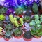 Set of various succulents on a bright background