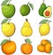 Set of vector apple, lime and avocado. Vector lemon and pear. Apricot and orange vector illustration. Set of vector fruits. Vegeta