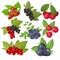 The set of vector berries is isolated. Blueberries, currants, cherries, strawberries, blackberries, raspberries.
