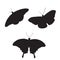 Set of Vector Butterflies. three butterfly silhouette