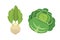 Set vector Cabbage and Lettuce. Vegetable green kohlrabi, other different cabbages.