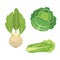 Set vector Cabbage and Lettuce. Vegetable green kohlrabi, other different cabbages.