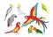 Set of vector cartoon colorful parrots in different poses.